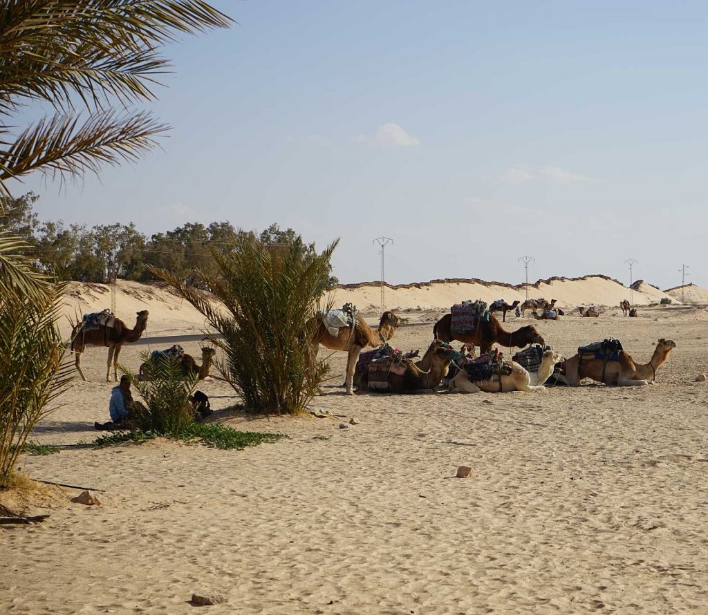 Douz, das Tor zur Sahara - photo: LCTours